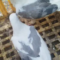 کبوتر