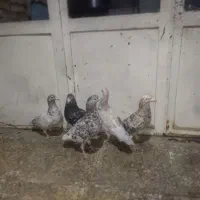...|پرنده|باغ بهادران, |دیوار