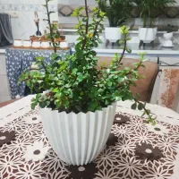 گل طبیعی|گل و گیاه طبیعی|الیگودرز, |دیوار