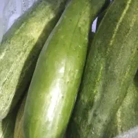 خیار محلی
