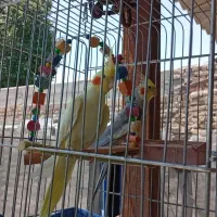 قیمت۱میلیون۵۰۰