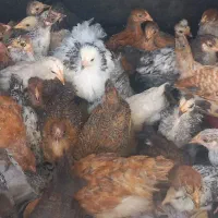 فروش جوجه محلی ۲ نیم ماهه فروش فوری فوری