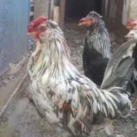 مرغ و خروس گلین