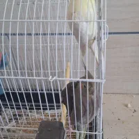 یک جفت عروس هلندی مولد