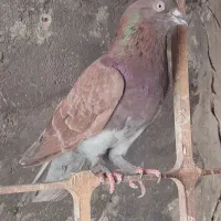 کفتر پرشی