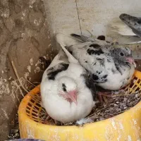 کفترمعلقی