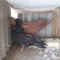 کبوتر