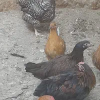 فروش مرغ وتوتک