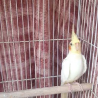 فرو ش عروس هلندی