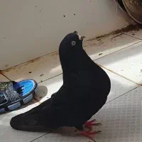 کفتر