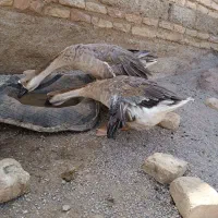 قو غاز|حیوانات مزرعه|زابل, |دیوار