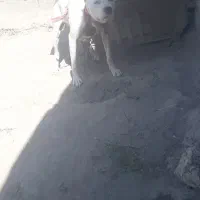 سگ داگو اصیل