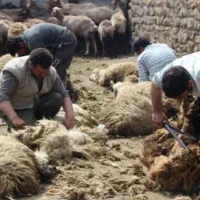 پشم گوسفندی و تشک یه نفره