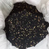 بذر پیاز محلی