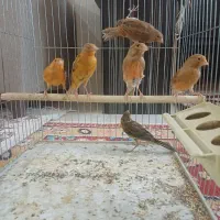 تعداد ۶ عدد جوجه قناری