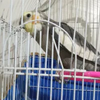 عروس هلندی نر سخنگو توافقی