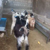 ۱۰ راس بزغاله یکدست و شیرمش و چاق داشتی و گوشتی