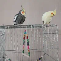 عروس هلندی