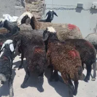 گوسفند جوان بابره شیرمست