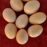 تخم مرغ لاری اصل نطفه دار