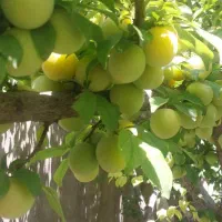 آلو قطره طلا شیرین وآبدار