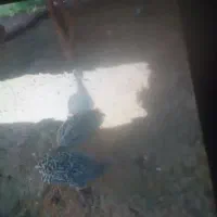 فروش ۴عددجوجه بوقلمون ۲ماهه