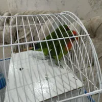 یک جفت طوطی برزیلی
