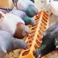 کبوتر طوقی پا پر