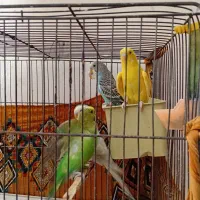 فروش مرغ عشق