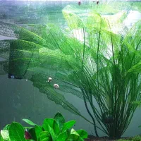 گیاه ماداگاسکار سرحال و بزرگ