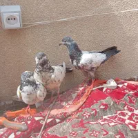 کبوتر