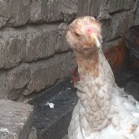 مرغ وخروس لاری|حیوانات مزرعه|قزوین, |دیوار