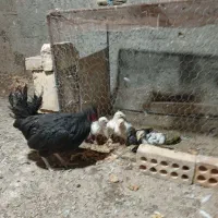 یه مرغ با۶عددجوجه خوب سالم واکنس خورده محلی اصل