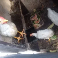 مرغ وخروس