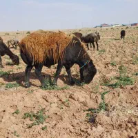 قوچ|حیوانات مزرعه|دشتابی, |دیوار