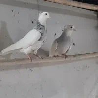 کبوتر طوقی کاکلی