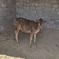 گوساله ماده