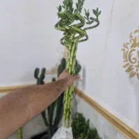 گیاه بامبو عمده و تکی