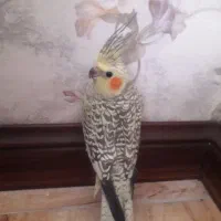 یک عدد عروس هلندی خوشگل  ماده