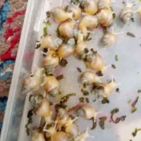 نصف قیمت|خزنده|کرمان, |دیوار
