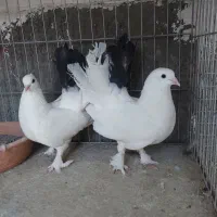 نروماده چتری