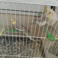 یک جفت عروس هلندی