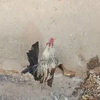 خروس جوان