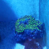 سنگ پلیپ برین لوبی آب شور