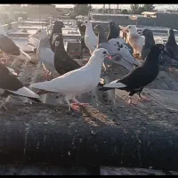 حراج بیله اکثرا نرن هستن45تا