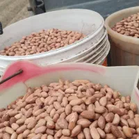 بادام|خدمات باغبانی و درختکاری|پارس‌آباد, |دیوار