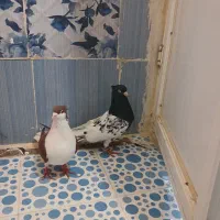 کبوتر کفتر ساده سبز سار کله کاکلی