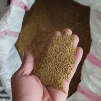 بذر یونجه بوجاری شده