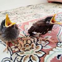 یک جفت مینای سالم و شیطون