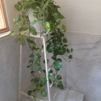 گل پتوس ، گلدان پوتوس، (گل وگیاه آپارتمانی)